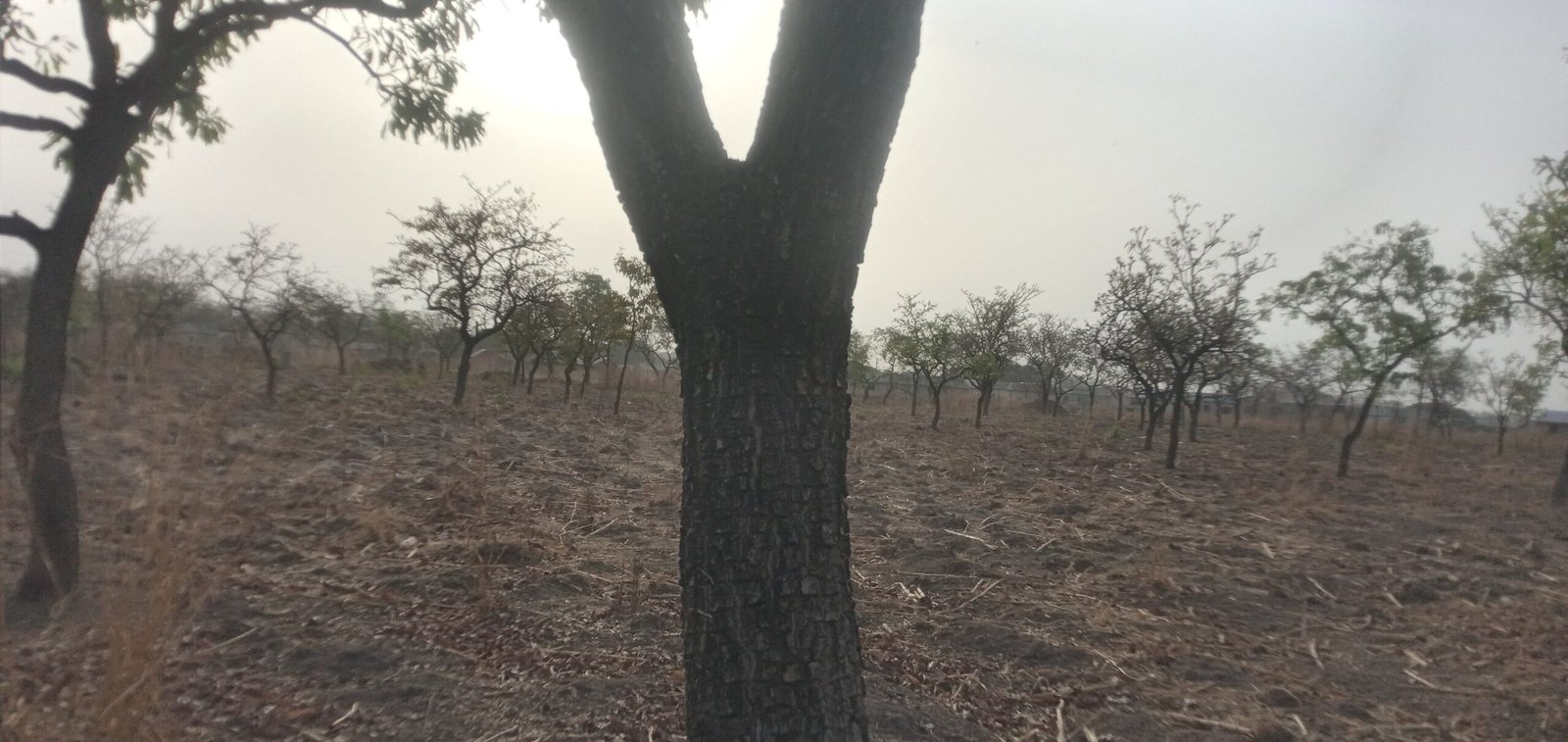 shea tree