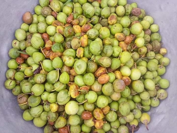 Ripe Shea Fruits