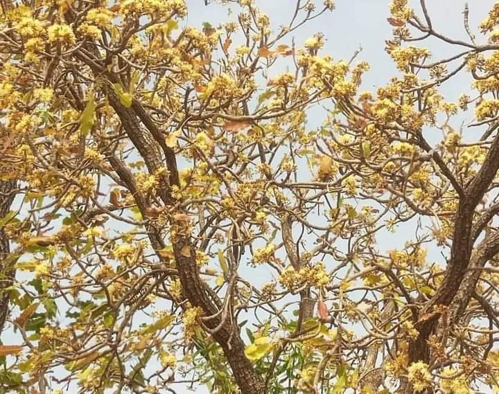 shea tree with shea Flowers