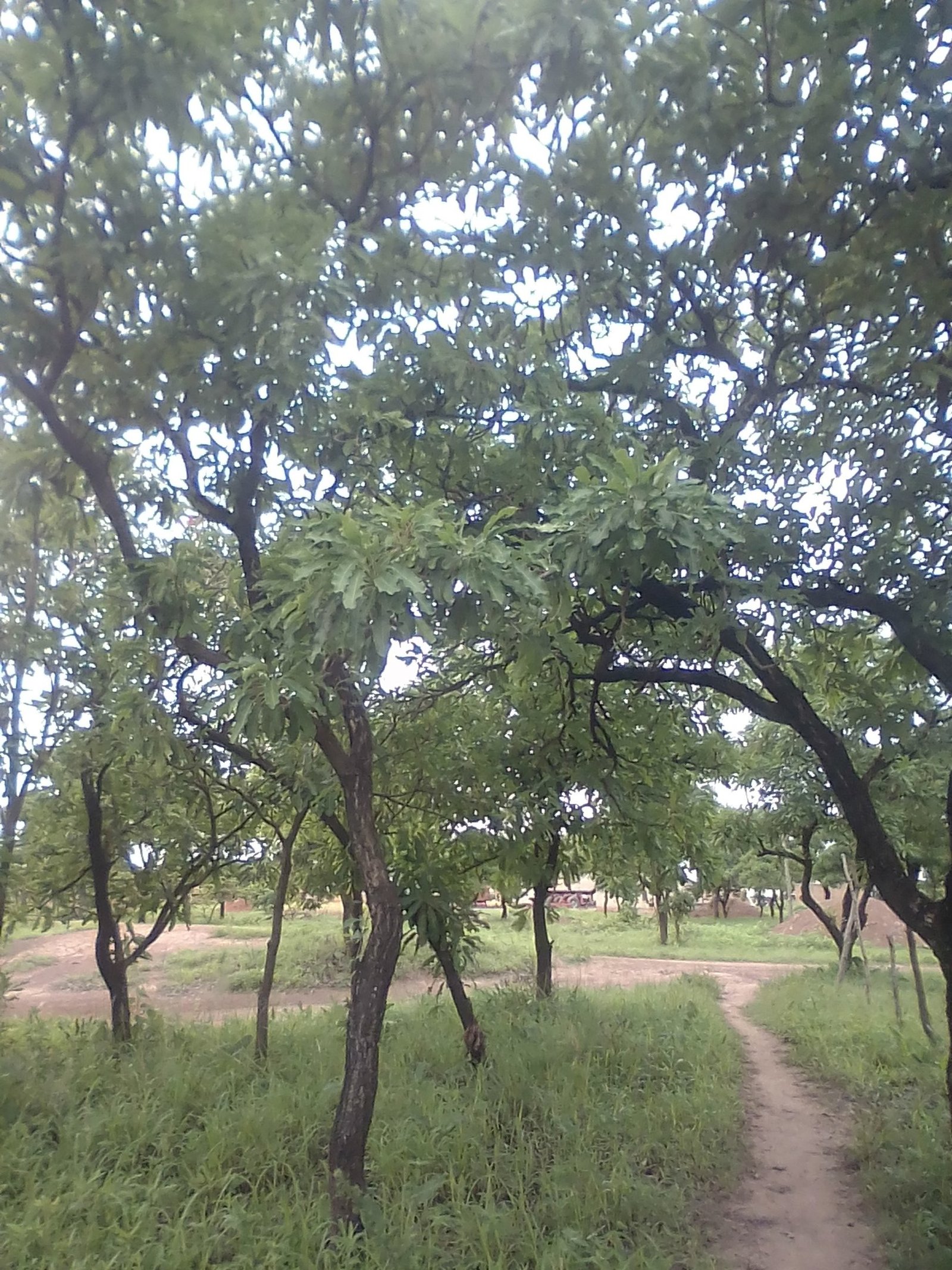the-african-shea-butter-trees